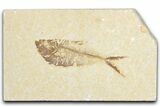 Bargain, Fossil Fish (Diplomystus) - Wyoming #348070-1